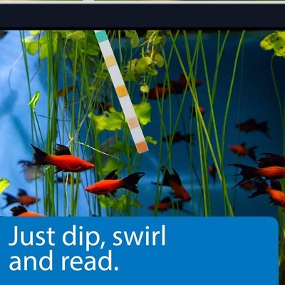 API Ammonia Test Strips for Swimming Pools, Fish Ponds, Freshwater & Saltwater Aquarium - Thesummerpools.com