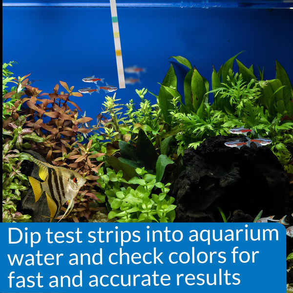 API Ammonia Test Strips for Swimming Pools, Fish Ponds, Freshwater & Saltwater Aquarium - Thesummerpools.com